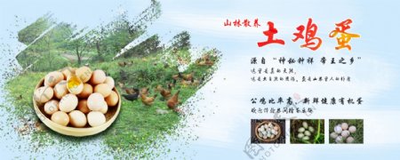 正宗土鸡蛋食品宣传海报