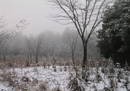 瑞雪迷雾笼罩极边山林