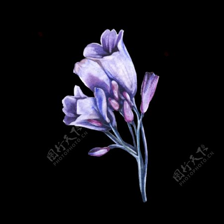 紫色植物透明装饰图案