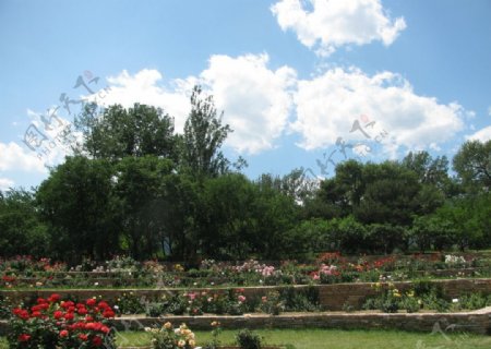 植物园美景