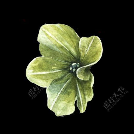 翠绿植物透明装饰图案