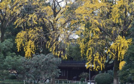 中山公园古银杏