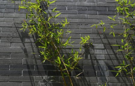 青砖墙前的竹子