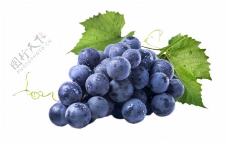 水果葡萄素材