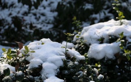 花草上的白雪