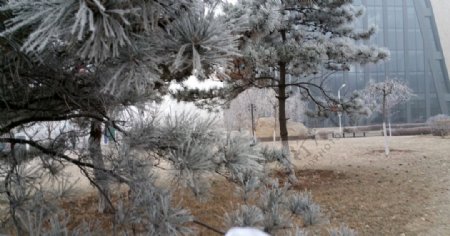 冬天松树上的冰霜
