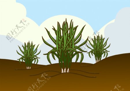 沙漠植物矢量素材