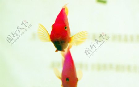 红金鱼鹦鹉鱼