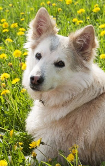 可爱西伯利亚犬宠物