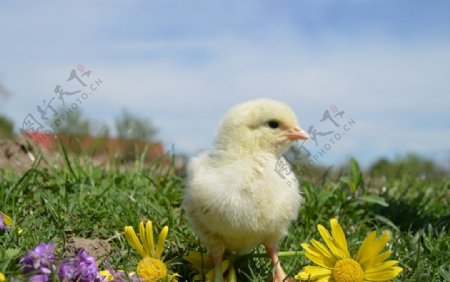 草地上黄色小鸡仔