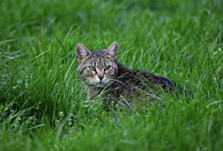 绿草地小猫