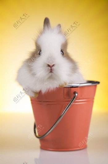 铁桶里的兔子