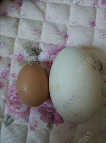 鹅蛋鸡蛋