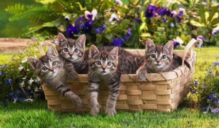 篮子里的四只小猫