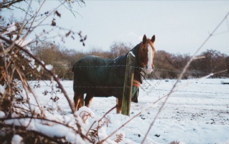 雪地里的马