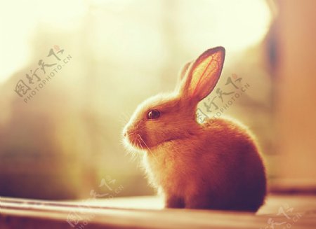 温馨唯美的小兔子