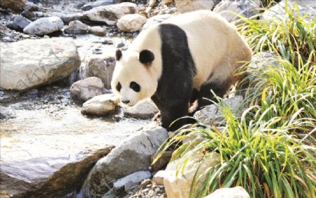 熊猫喝水