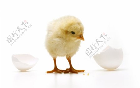 蛋壳小鸡
