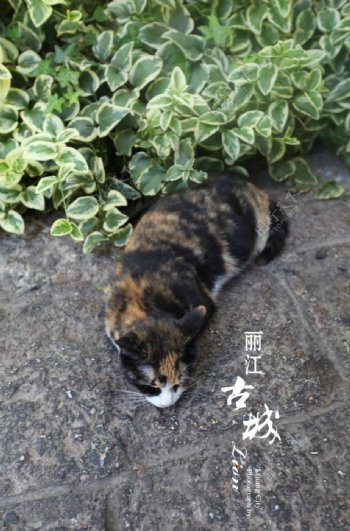 丽江的猫