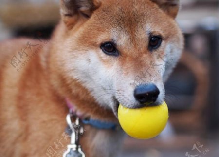 可爱的秋田犬与球球