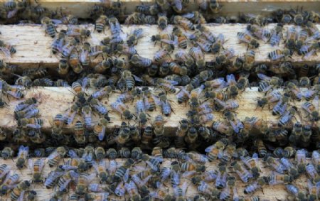 长白山蜜蜂意蜂蜂箱