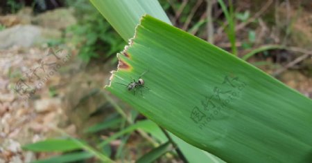 绿叶蚂蚁动物特写