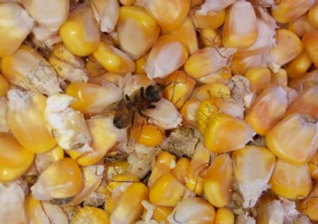 玉米粒中的蜜蜂