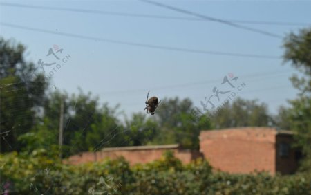 蜘蛛结网