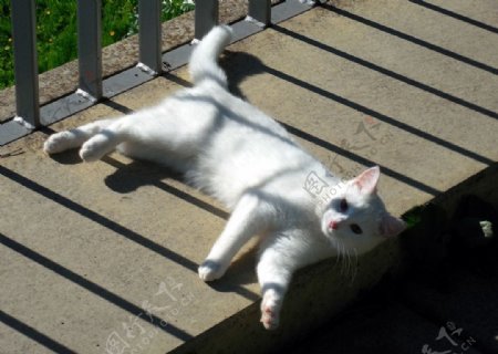 白猫躺在阳光下