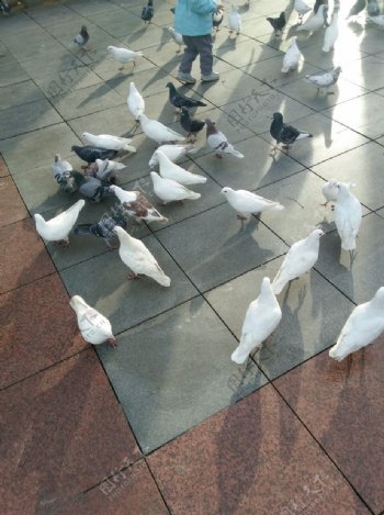自由广场鸽子群
