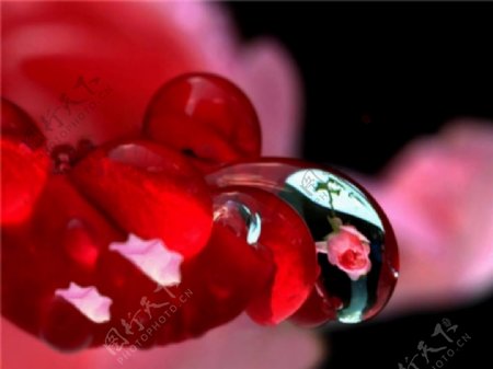 红色花瓣艳丽视频素材
