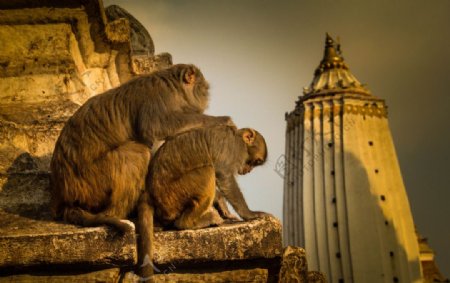 尼泊尔的佛塔与猴子