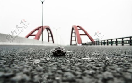 乌龟上桥