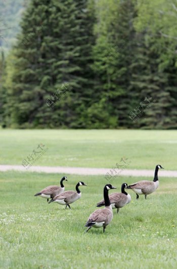 绿草地悠闲散步的野鸭子