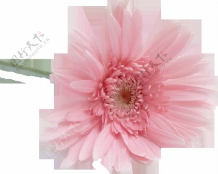 一支粉色的花png元素素材