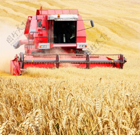 红色收割机正在收割小麦