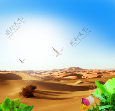 沙漠飞鸟绿洲素材背景