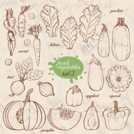 手绘线条蔬菜插画