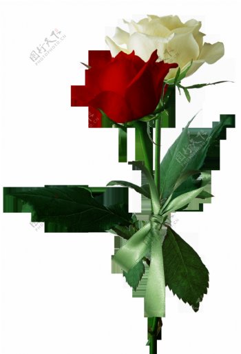白玫瑰与红玫瑰素材图片