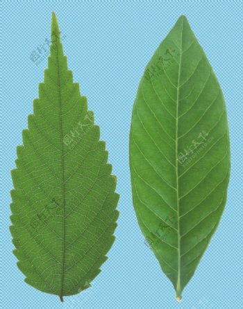 绿色树叶免抠png透明图层素材
