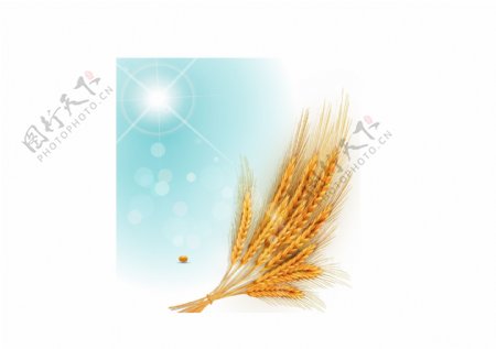 小麦矢量图清凉麦粒麦穗