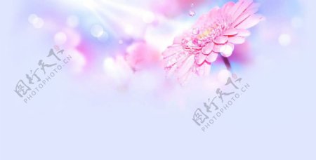 梦幻紫色菊花泡沫淘宝banner背景