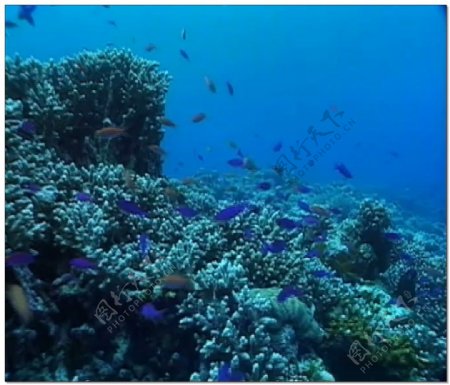 珊瑚礁水底世界视频素材