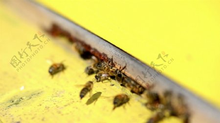 黄色的蜜蜂的入口
