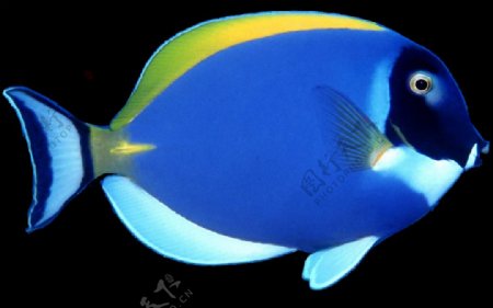 漂亮蓝黄色鱼免抠png透明素材