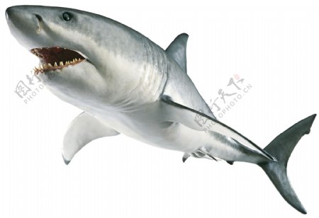 浅灰色露齿鲨鱼免抠png透明素材