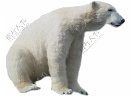 半蹲的北极熊免抠png透明素材
