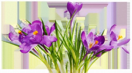 紫色水仙花免抠png透明素材