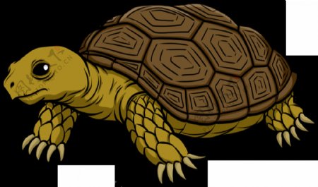 小乌龟卡通图片免抠png透明图层素材