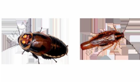 两只高清蟑螂免抠png透明图层素材
